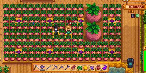 how to get giant melon stardew valley.